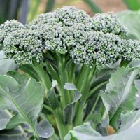 Organic Broccoli Seeds
