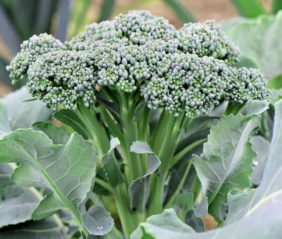Green Sprouting Organic Broccoli Seeds 4025 Green Sprouting Organic Broccoli Seeds 4025