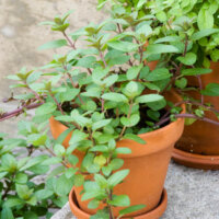 Heirloom Sweet Marjoram Seeds