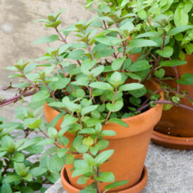 Heirloom Sweet Marjoram Seeds