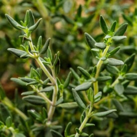 Organic Thyme Seeds