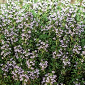 Heirloom Thyme Seeds