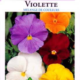Viola