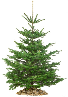 tree conifer white spruce