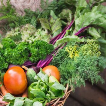 Vegetable Seeds