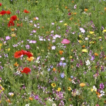 Wildflower Seeds