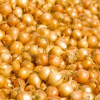 Onion Sets