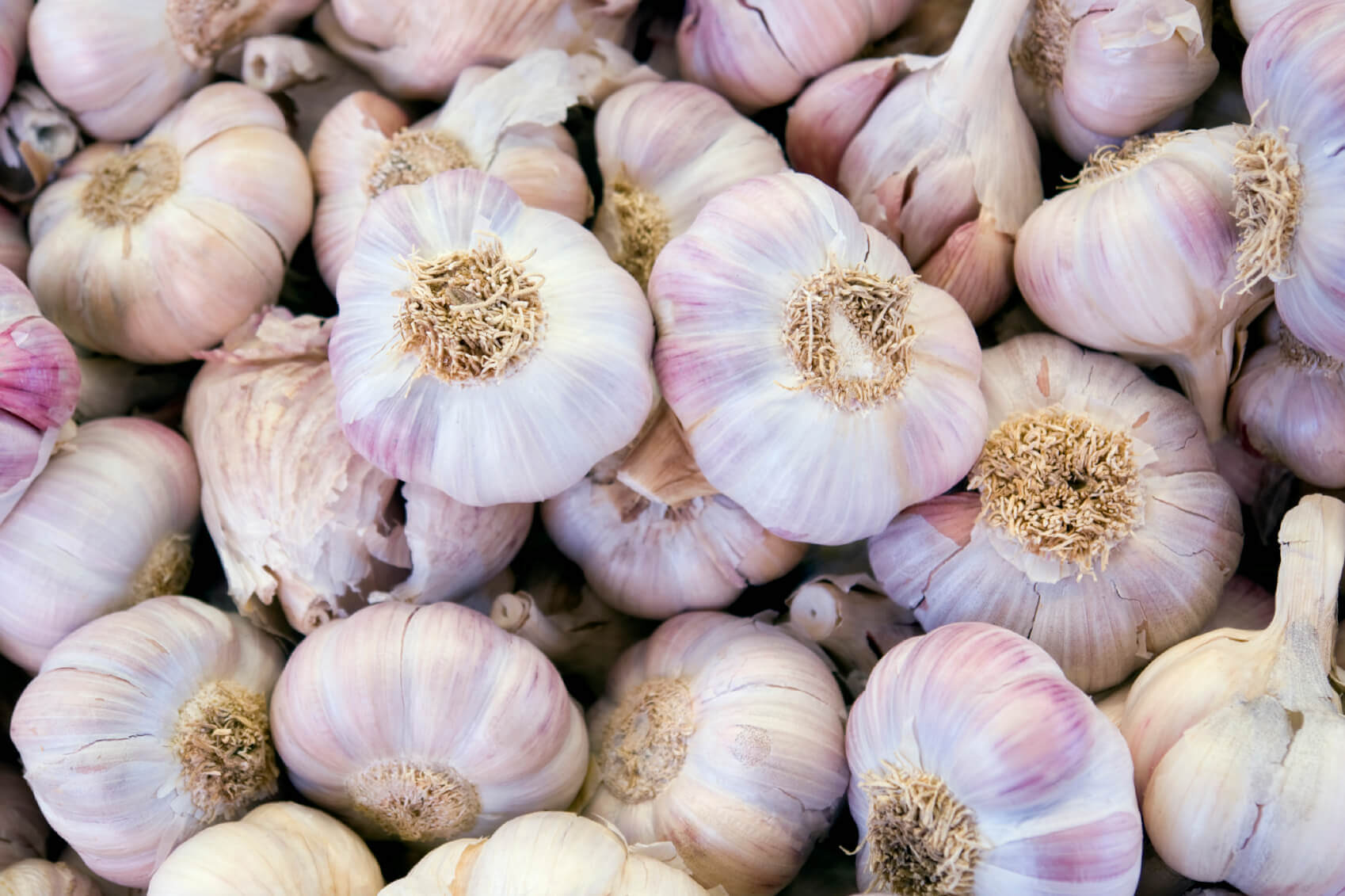 planting fall garlic