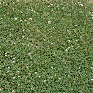 Clover