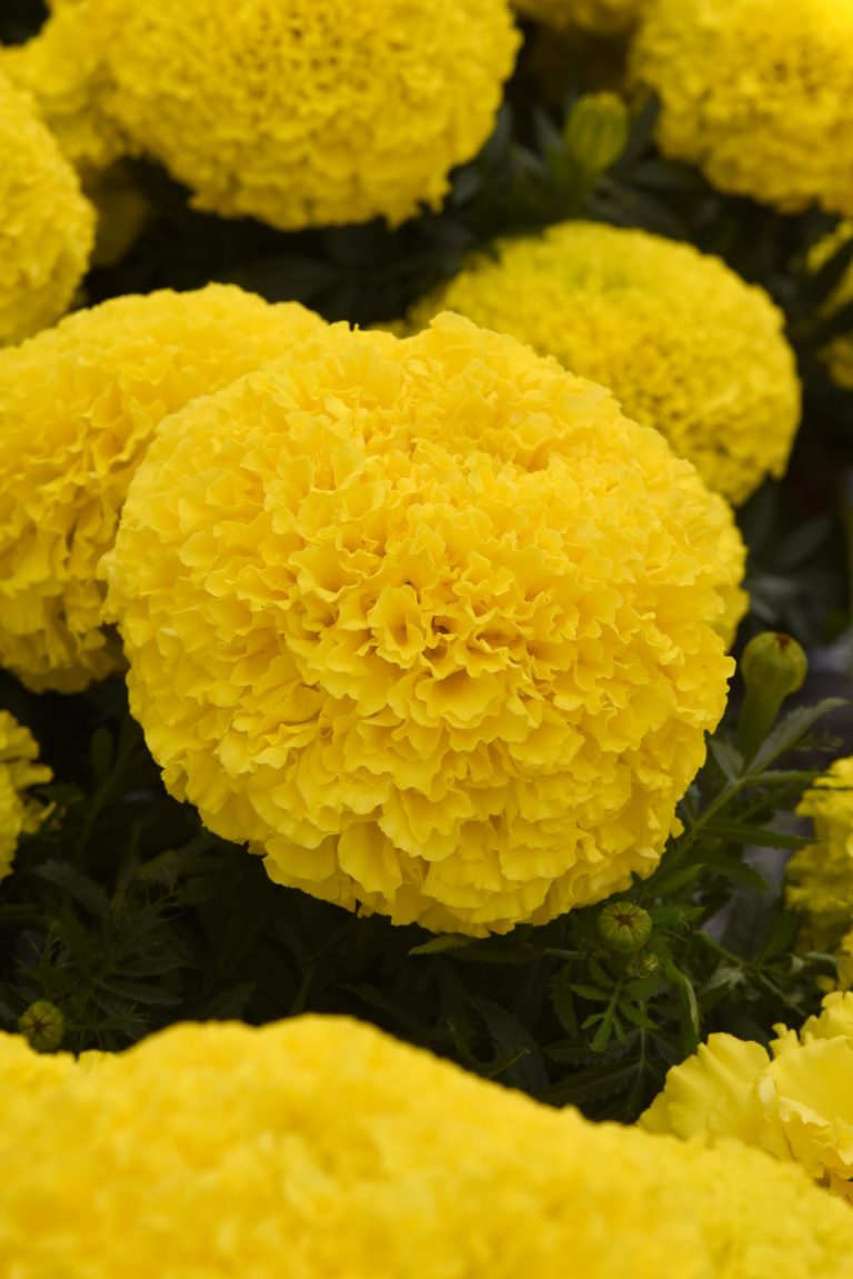 Marvel II Yellow Marigold Hybrid Seeds 5602 - African Type | OSC Seeds