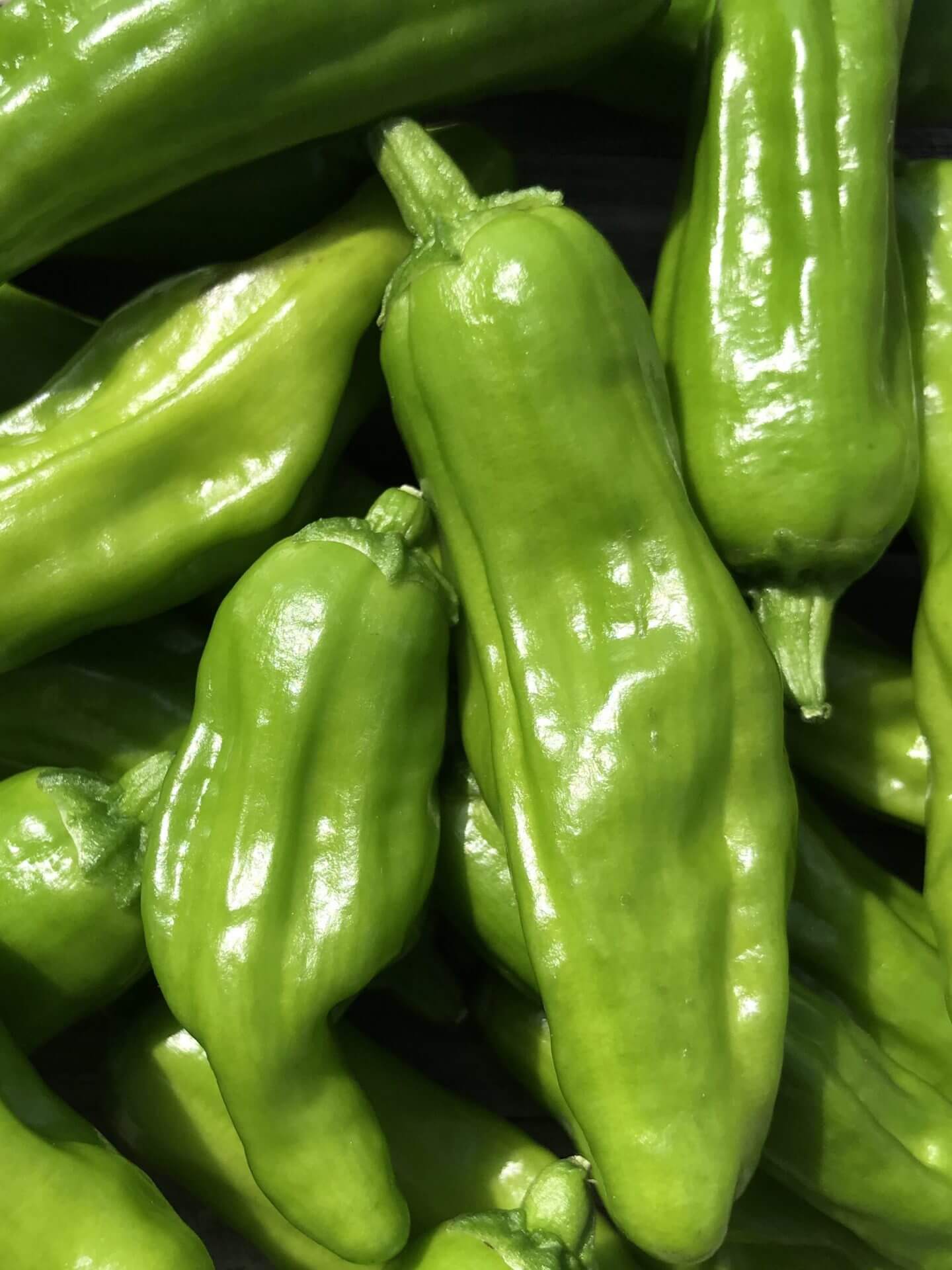 GOLDEN GREEK 50 Heirloom Pepper Seeds non-gmo seeds Combined  Shipping 