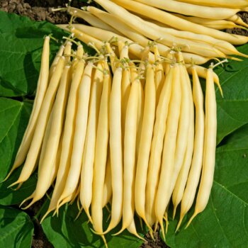 Yellow Beans (Bush and Pole Types)