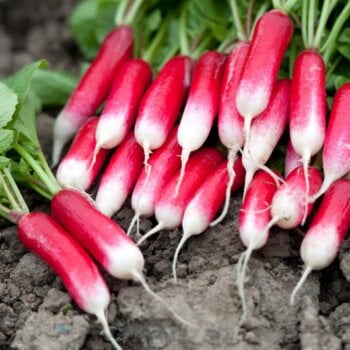 Summer Radish Seeds