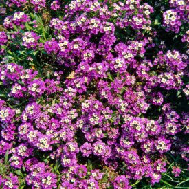 Alyssum
