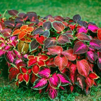 Coleus