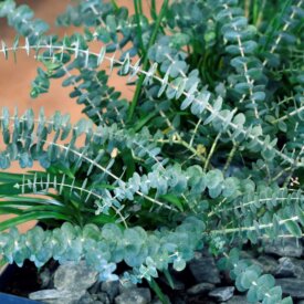 Eucalyptus