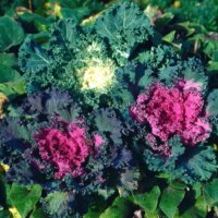 Flowering Kale
