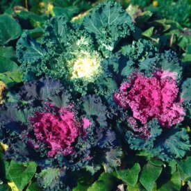Flowering Kale