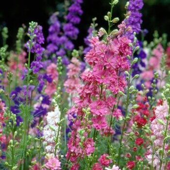 Larkspur