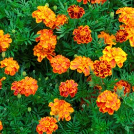 Marigolds