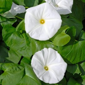 Morning Glory