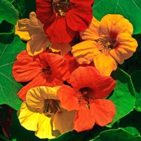 Nasturtium