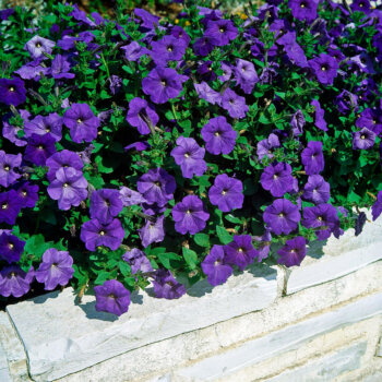 Wave Petunias - Creeping Petunia