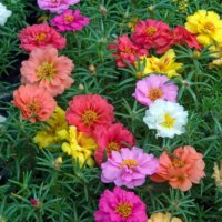 Portulaca