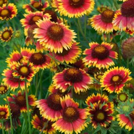 Blanket Flower