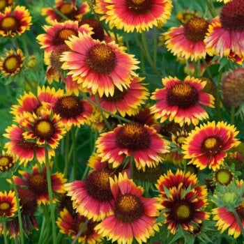 Blanket Flower