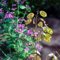 Money Plant
