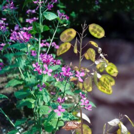 Money Plant