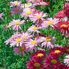 Pyrethrum Daisy