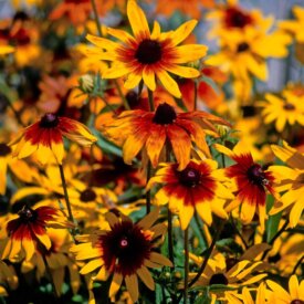 Rudbeckia