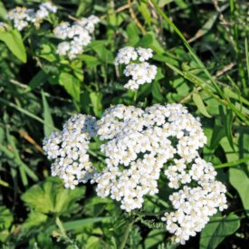 Wildflower Varieties