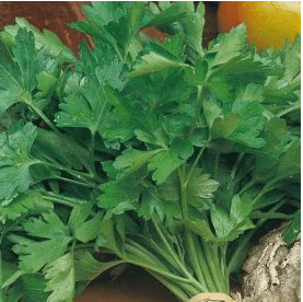 Aimers International Parsley Seeds