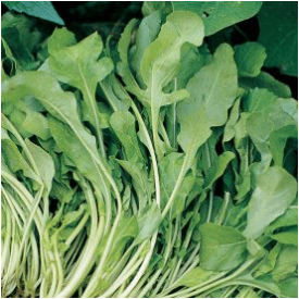 Aimers International Arugula Seeds