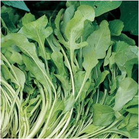 Aimers International Arugula Seeds