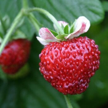 Strawberry Seeds