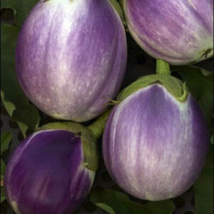 thumbnail image 2 of Rosa Bianca Eggplant Seeds – 30 Premium Open-Pollinated Seeds – 2025 Harvest – Non-GMO Heirloom 2 of 3