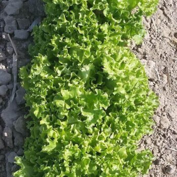 Lollo Biondi Lettuce Seeds (Leaf Type) 1728