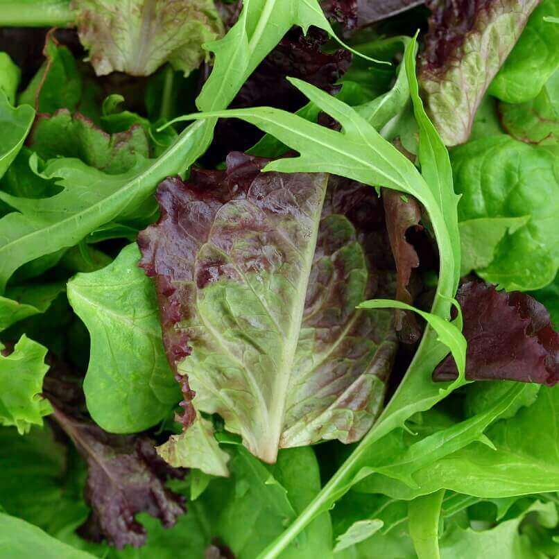 https://www.oscseeds.com/wp-content/uploads/2022/11/1815_mesclun-mild-mix.jpg