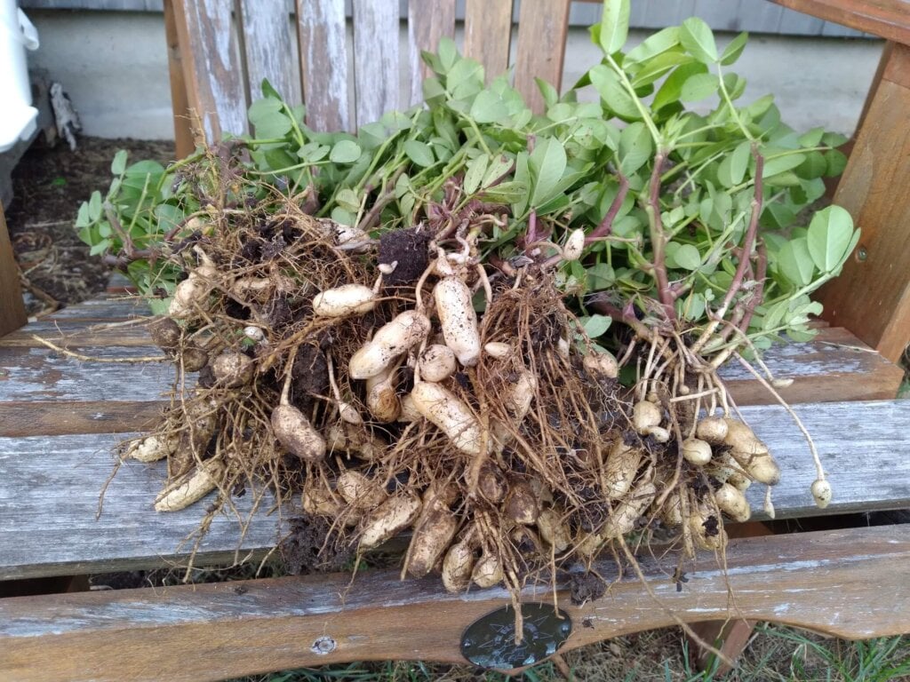 Valencia Peanut Seeds 1885 OSC Seeds