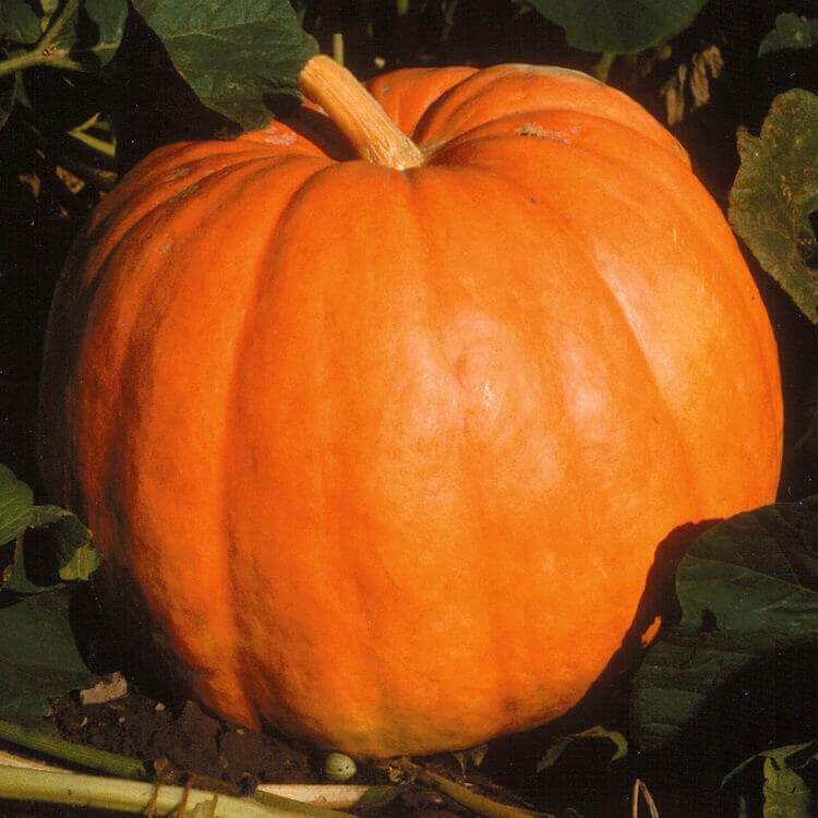 thumbnail image 2 of Big Max Heirloom Pumpkin Seeds - Non-GMO, Grow Pumpkins Over 100lbs! 30 Seeds 2 of 5