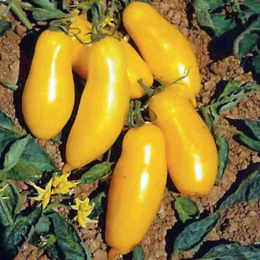 Banana Leggs Tomato Seeds 2375