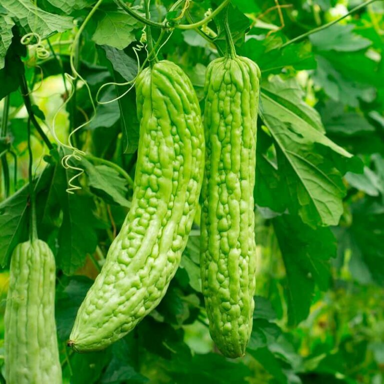Bitter Gourd or Bitter Melon Oriental Greens Seeds 2565 OSC Seeds