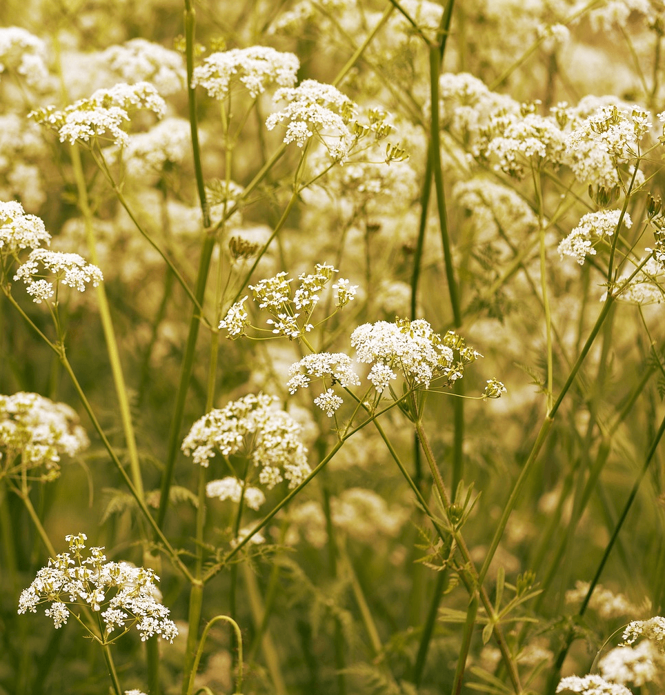 Caraway Seeds 3015 OSC