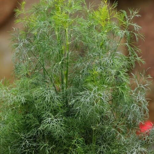 Fernleaf Dill Seeds - 300 Non-GMO Seeds For Indoor/Outdoor Herb Gardening