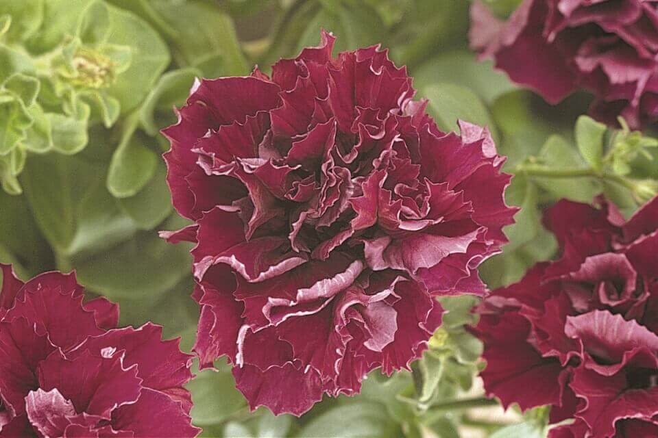 Petunia Hybrida Seeds – Burgundy Super Cascading For Hanging Baskets & Containers