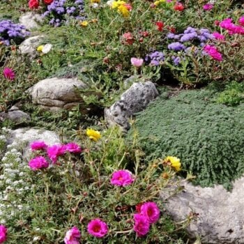 Rockery Plants